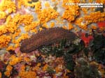 Porto Pino foto subacquee - 2015 - Oloturia (Holothuria tubulos)