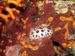 Porto Pino foto subacquee - 2015 - Nudibranco Vacchetta di Mare (Discodoris atromaculata) su spugna Petrosia (Petrosia ficiformis)