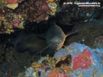 Porto Pino foto subacquee - 2015 - Musdea, o Mostella (Phycis phycis)