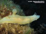 Porto Pino foto subacquee - 2015 - Nudibranco Hypselodoris picta, circa 7 cm