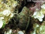 Porto Pino foto subacquee - 2015 - Bavosa sanguigna (Parablennius sanguinolentus)