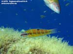 Porto Pino foto subacquee - 2015 - Donzelle pavonine (Thalassoma pavo)