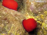 Porto Pino foto subacquee - 2015 - Pomodoro di mare (Actinia equina)