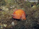 Porto Pino foto subacquee - 2015 - Nudibranco doride argo (Platydoris argo)