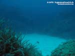 Porto Pino foto subacquee - 2015 - Sabbia (-22 metri)
