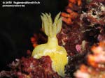 Porto Pino foto subacquee - 2015 - Nudibranco Hypselodoris picta, circa 7 cm