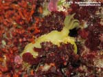 Porto Pino foto subacquee - 2015 - Nudibranco Hypselodoris picta, circa 7 cm