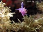 Porto Pino foto subacquee - 2015 - Nudibranco flabellina (Flabellina affinis)