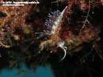 Porto Pino foto subacquee - 2015 - Nudibranco cratena (Cratena peregrina)