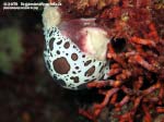 Porto Pino foto subacquee - 2015 - Nudibranco Vacchetta di mare (Discodoris atromaculata) su spugna Petrosia (Petrosia ficiformis)