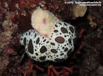 Porto Pino foto subacquee - 2015 - Nudibranchi Vacchetta di mare (Discodoris atromaculata) su spugna Petrosia (Petrosia ficiformis)