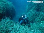 Porto Pino foto subacquee - 2015 - Sub in mezzo alla posidonia