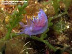 Porto Pino foto subacquee - 2015 - Nudibranco flabellina (Flabellina affinis)