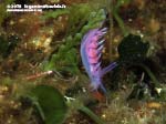 Porto Pino foto subacquee - 2015 - Nudibranco flabellina (Flabellina affinis)