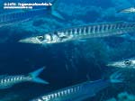 Porto Pino foto subacquee - 2015 - Barracuda del Mediterraneo (Sphyraena viridensis)