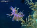 Porto Pino foto subacquee - 2015 - Nudibranco flabellina (Flabellina affinis)
