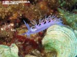 Porto Pino foto subacquee - 2015 - Nudibranco flabellina (Flabellina affinis)