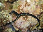 Porto Pino foto subacquee - 2015 - Proboscide a T del verme Bonellia (Bonellia viridis)