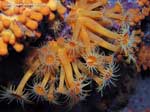 Porto Pino foto subacquee - 2008 - Margherite di mare (Parazoanthus axinellae) da vicino