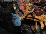 Porto Pino foto subacquee - 2008 - Verme a ciuffo bianco o protula (protula sp.) nel suo tubo e tanti altri tubi ormai vuoti ricoperti da spugna spirastrella