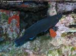 Porto Pino foto subacquee - 2008 - Bell'esemplare di tordo nero o tordo merlo (Labrus merula), relativamente poco diffuso da queste parti