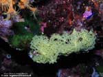 Porto Pino foto subacquee - 2008 - Spugna gialla a rete o clatrina (Clathrina clathrus)