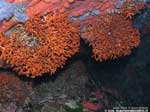 Porto Pino foto subacquee - 2008 - Due belle rose di falso corallo (Myriapora truncata), briozoo molto diffuso ed erroneamente confuso col corallo
