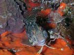 Porto Pino foto subacquee - 2008 - Il muso simpatico e inconfondibile della bavosa ruggine (Parablennius Gattorugine)