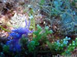 Porto Pino foto subacquee - 2008 - Nudibranco flabellina (Flabellina affinis) sull'alga caulerpa a grappoli (Caulerpa racemosa)