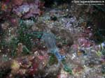 Porto Pino foto subacquee - 2008 - Una piccola e poco visibile ascidia, la clavelina azzurra (Clavelina dellavallei)