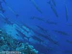Porto Pino foto subacquee - 2008 - Branco di bbarracuda del Mediterraneo (Sphyraena viridensis), ravvicinati, in una giornata con acqua molto limpida