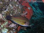 Porto Pino foto subacquee - 2008 - Tordo pavone (Symphodus tinca) nella sua sgargiante livrea riproduttiva