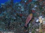 Porto Pino foto subacquee - 2008 - Capo Teulada. Un incontro poco frequente: un pesce...alieno, il pesce pappagallo (Sparisoma cretense), specie tropicale ma ormai arrivata anche da noi