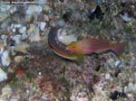 Porto Pino foto subacquee - 2008 - Ancora il piccolo pesce pappagallo (Sparisoma cretense)