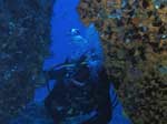 Porto Pino foto subacquee - 2008 - Secca di Cala Piombo: Mauro attraversa uno dei tanti ampli cunicoli, ricoperto di margherite di mare (Parazoanthus axinellae)