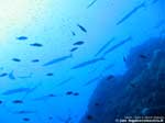 Porto Pino foto subacquee - 2008 - Branco di barracuda del Mediterraneo (Sphyraena viridensis)