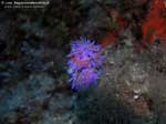 Porto Pino foto subacquee - 2008 - Accoppiamento di due piccoli nudibranchi flabellina (Flabellina affinis)