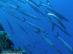 Porto Pino foto subacquee - 2008 - Branco di barracuda del Mediterraneo (Sphyraena viridensis), ravvicinati, in una giornata con acqua molto limpida