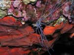 Porto Pino foto subacquee - 2008 - Verme tentacolato Terebellide (Eupolymnia nebulosa). Il verme &egrave; all'interno, si vedono solo i tentacoli