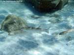 Porto Pino foto subacquee - 2008 - Piccoli muggini (Mugil cephalus) in acqua bassa, presso Cala S'Arrespiglia