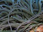 Porto Pino foto subacquee - 2008 - Anemone di mare (Anemonia viridis), da molto vicino