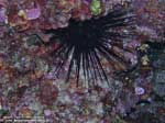Porto Pino foto subacquee - 2008 - Riccio diadema, o corona, o a spine lunghe (Centrostephanus longispinus), 20 cm