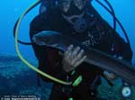 Porto Pino foto subacquee - 2008 - Grongo (Conger conger) trovato misteriosamente morto in mezzo alla posidonia, -20metri, presso C.Piombo. Il pesce era in stato ancora buono (minimi segni di decomposizione) e senza ferite visibili