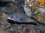 Porto Pino foto subacquee - 2008 - Musdea, o Mostella (Phycis phycis), pesce che abita tane profonde e buie