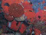 Porto Pino foto subacquee - 2008 - Un crostaceo ormai raro da queste parti: la cicala di mare, o magnosa (Scyllarides latus), vicino ad una rosa di falso corallo e spugne incrostanti; Capo Teulada.