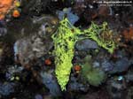 Porto Pino foto subacquee - 2008 - Spugna a rete gialla (Clathrina clathrus) e, alla sua sinistra, spugna rognone di mare (Chondrosia reniformis) e altri tipi di spugne e organismi