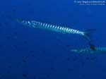 Porto Pino foto subacquee - 2008 - Barracuda del Mediterraneo (Sphyraena viridensis) di dimensioni rispettabili