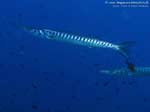 Porto Pino foto subacquee - 2008 - Barracuda del Mediterraneo (Sphyraena viridensis) di dimensioni rispettabili