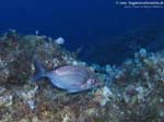 Porto Pino foto subacquee - 2008 - Una bella tanuta, o cantaro (Spondyliosoma cantharus), della famiglia degli sparidi