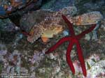 Porto Pino foto subacquee - 2008 - Scorfano rosso e stella serpente(Ophidiaster ophidianus)